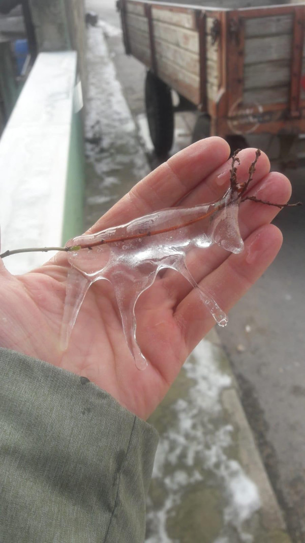 Bursa'da belediye ekipleri ağaçta buldu! Görünce şaşkına döndüler - Resim: 0