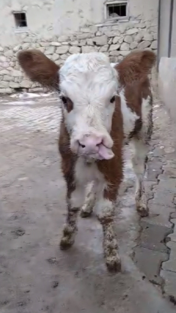 Sivas'ta bu buzağıyı görenler şaşkına döndü! Nedeni GDO'lu yemler mi? - Resim: 0