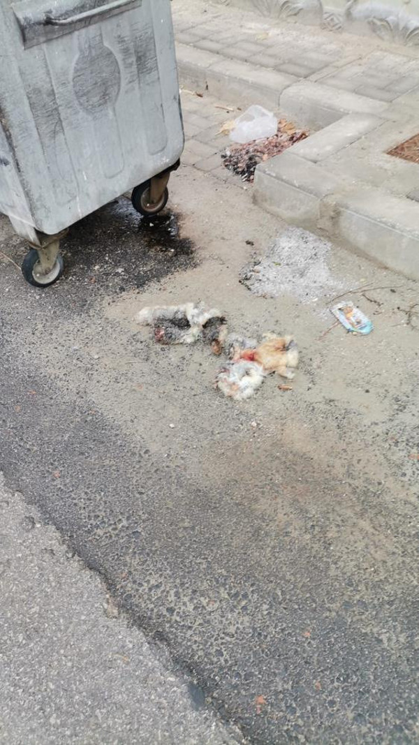 Karaman'da 'kedi derisi yüzüldü' ihbarına giden ekipler çöpte bakın ne buldu - Resim: 0