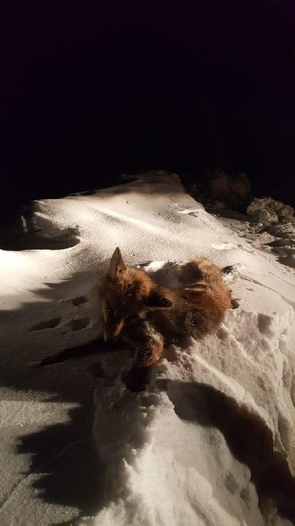 Göksun'da soğuk hava nedeniyle tilki dondu - Resim: 1