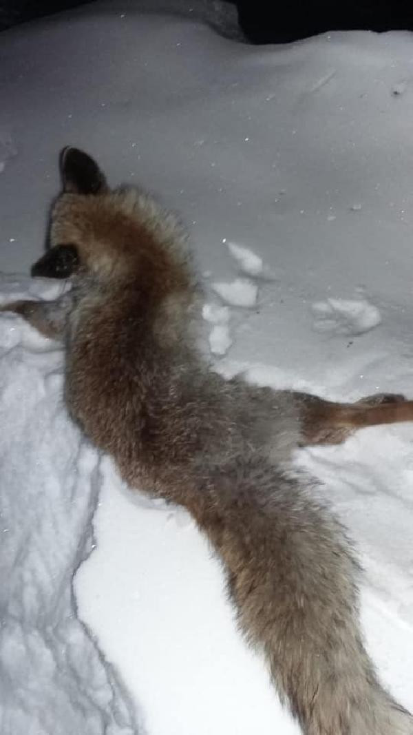 Göksun'da soğuk hava nedeniyle tilki dondu - Resim: 2