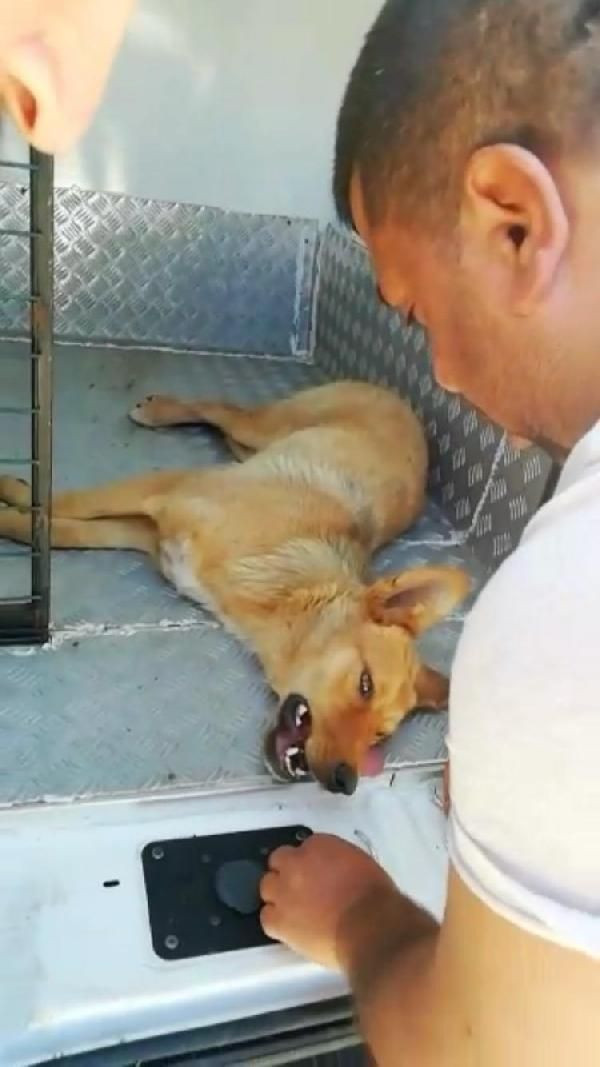 Zonguldak'ta ağzına çelik halka sıkışan köpeği AFAD ekibi kurtardı - Resim: 4