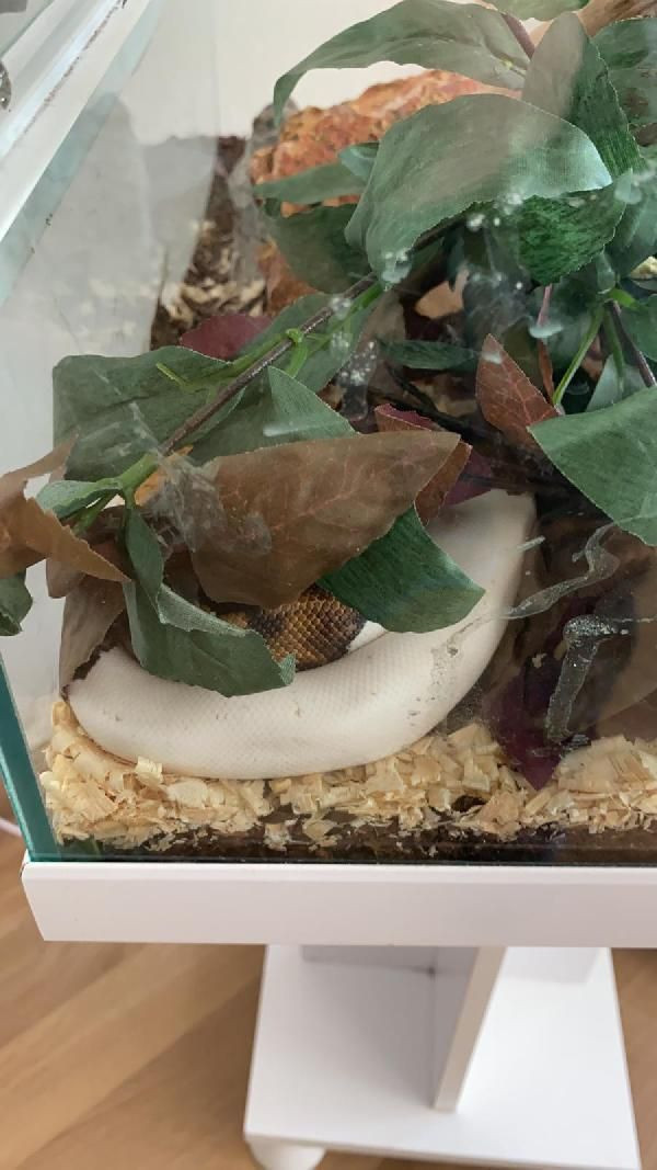 Güzel manken sosyal medyada paylaşınca lüks rezidansta basıldı! - Resim: 4