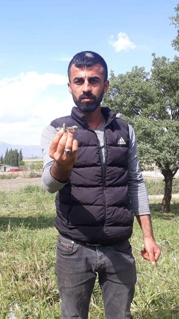 İzmir'de çekirge istilası! Tire'de çekirgeler, Akarca Ovası'nı kırıp geçiriyor - Resim: 3