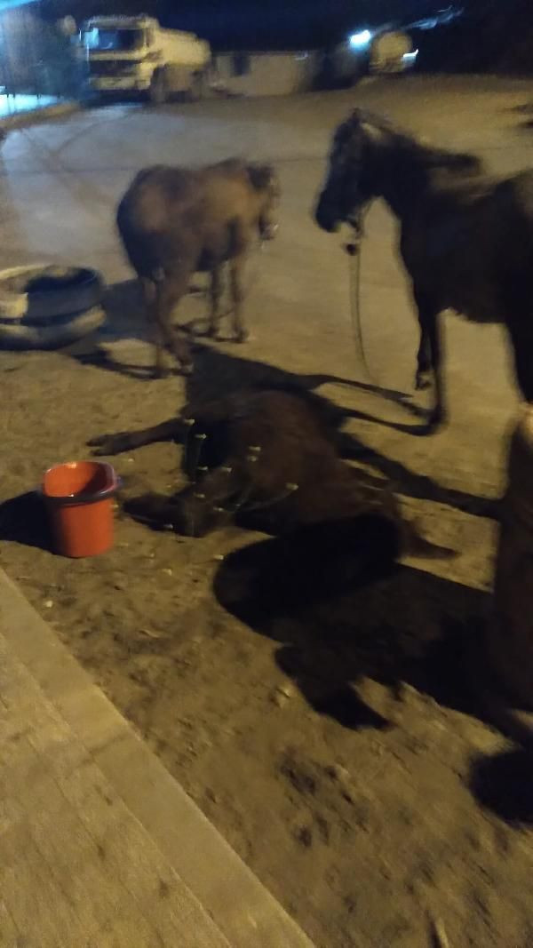 Yol kenarında ölmek üzereyken buldular! Sadakatsiz yıldızı Melis Sezen takdirleri topladı - Resim: 1