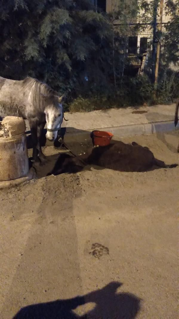 Yol kenarında ölmek üzereyken buldular! Sadakatsiz yıldızı Melis Sezen takdirleri topladı - Resim: 3