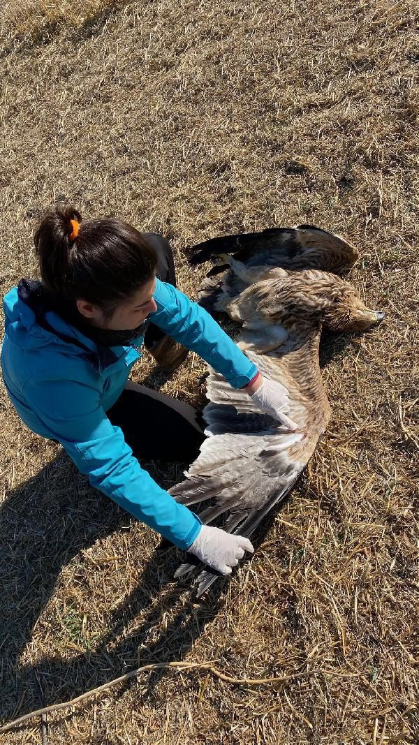 Çiple takip ediliyordu Bulgaristan'dan Ankara'ya geldi ve tüfekle vuruldu - Resim: 1