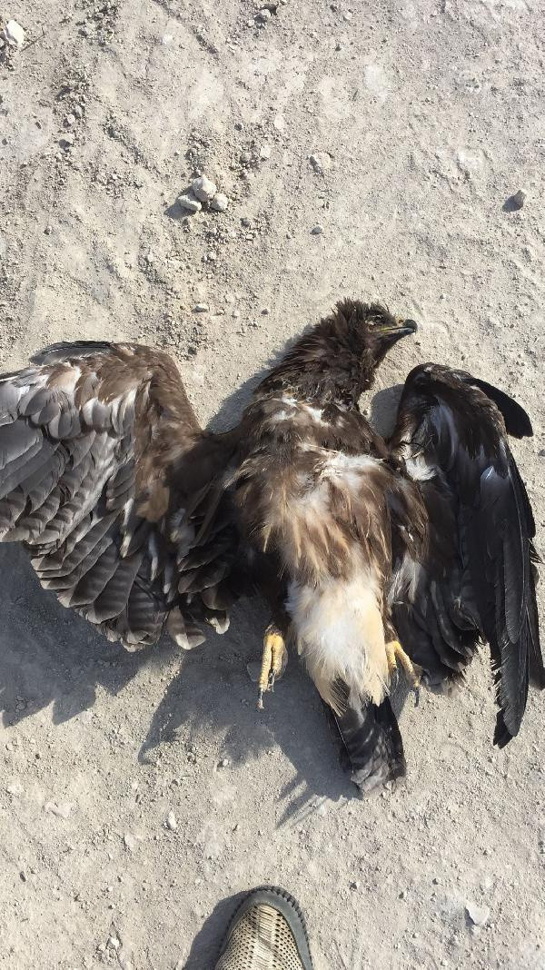 Bulgarlar fark edip Türkiye'yi aradı! Konya'da bulundu: Başka ölümler de var - Resim: 0