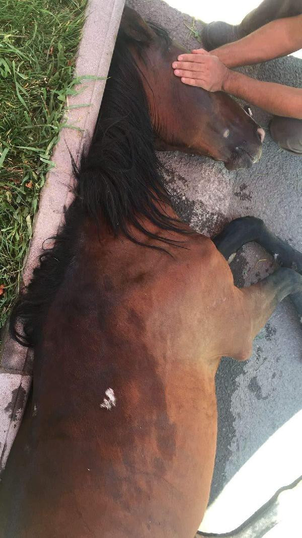 Büyük vicdansızlık: Yorgunluktan yığılınca bırakıp kaçtı! - Resim: 1