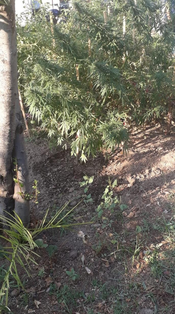 Manisa'da mısır tarlasına ekili kenevir ele geçirildi - Resim: 0