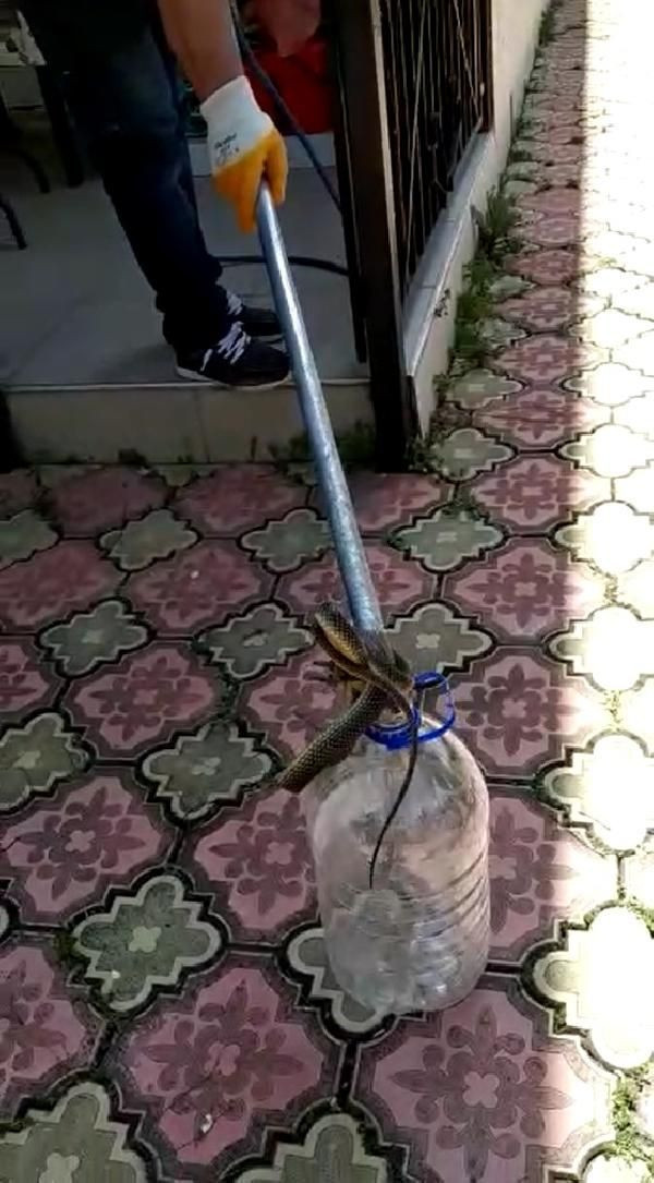 Balkondaki 2 metrelik yılan korkuttu! - Resim: 2