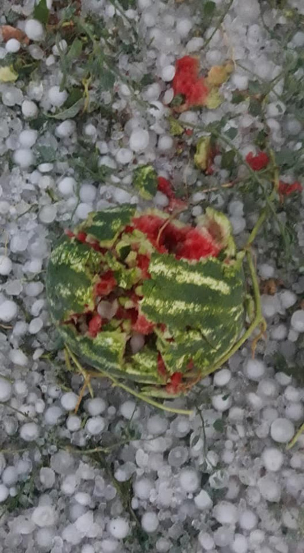 Antalya'da ceviz büyüklüğünde dolu! Mahsüller zarar gördü - Resim: 0
