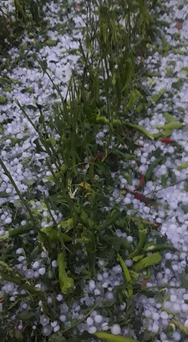 Antalya'da ceviz büyüklüğünde dolu! Mahsüller zarar gördü - Resim: 1