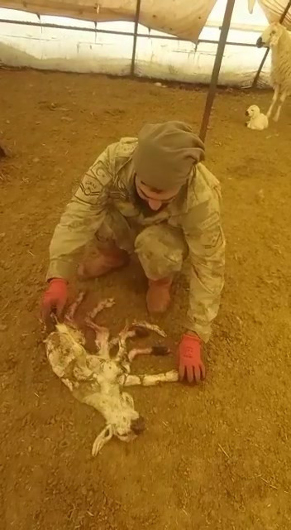Elazığ'da yeni doğan kuzuyu görünce inanamadı! Böylesini ilk kez oldu - Resim: 0