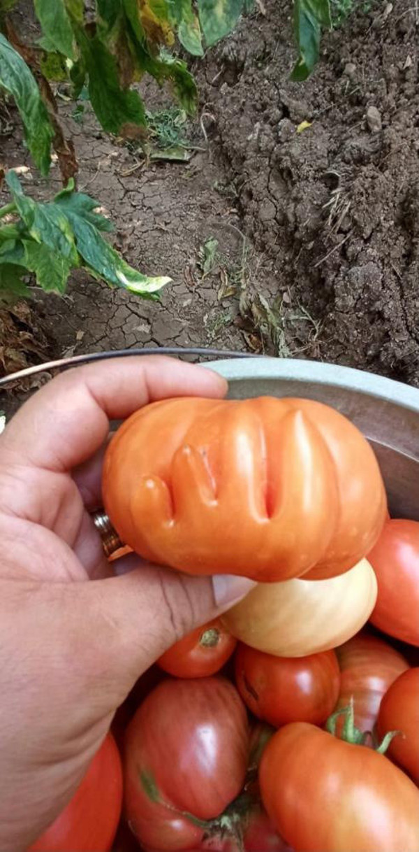 Bursa'da domatesteki yazıyı görünce inanamadı! Eve gelen misafir fark etti - Resim: 0