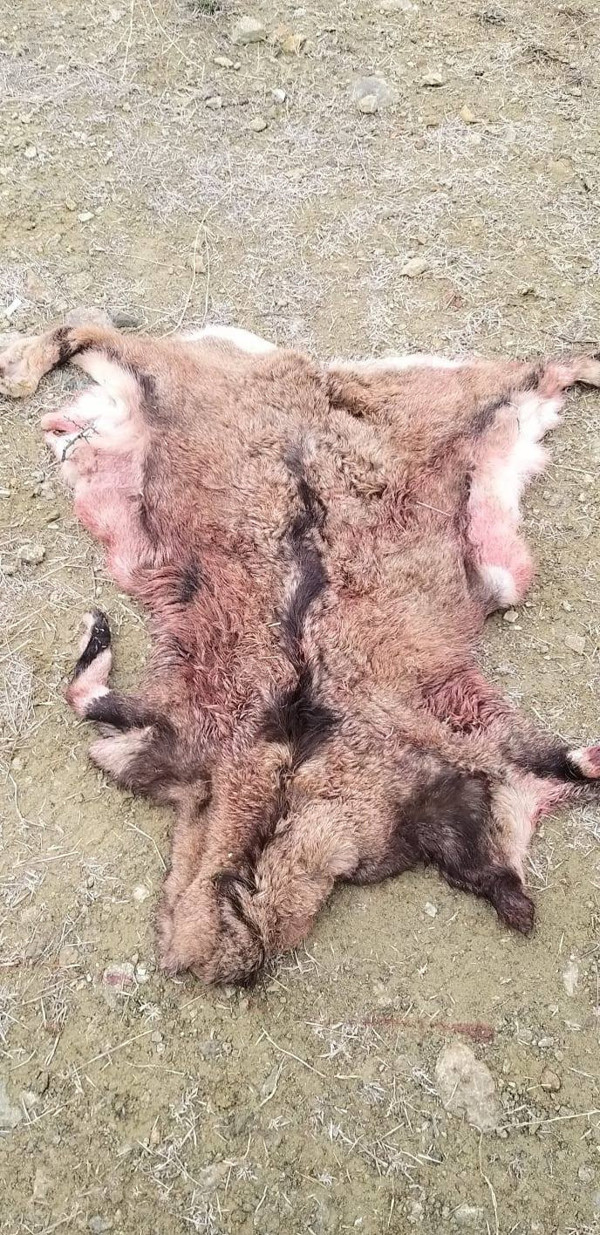 Artvin'de hayatlarının hatasını yaptılar! 33 bin TL'ye döner yediler - Resim: 0