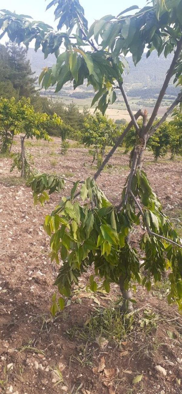 5 yıl gözü gibi baktı! Bilecik'te sabah tarlaya gelince şok oldu - Resim: 0