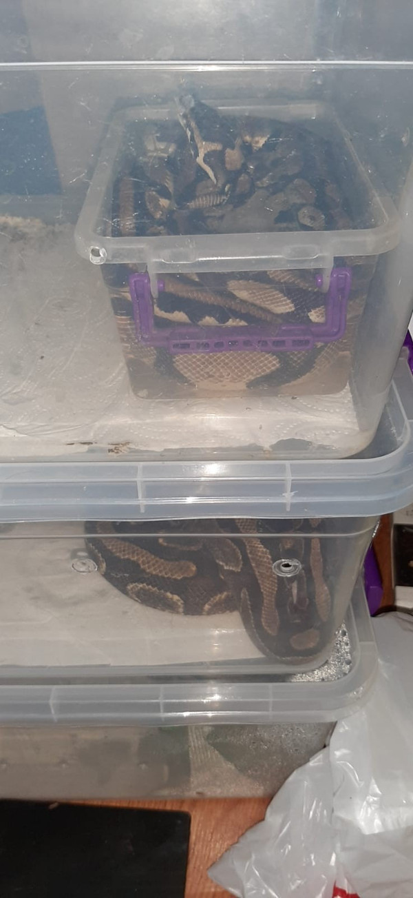 Kocaeli'de emniyet baskın yaptı! Evden çıkanlar görenleri şok etti - Resim: 0