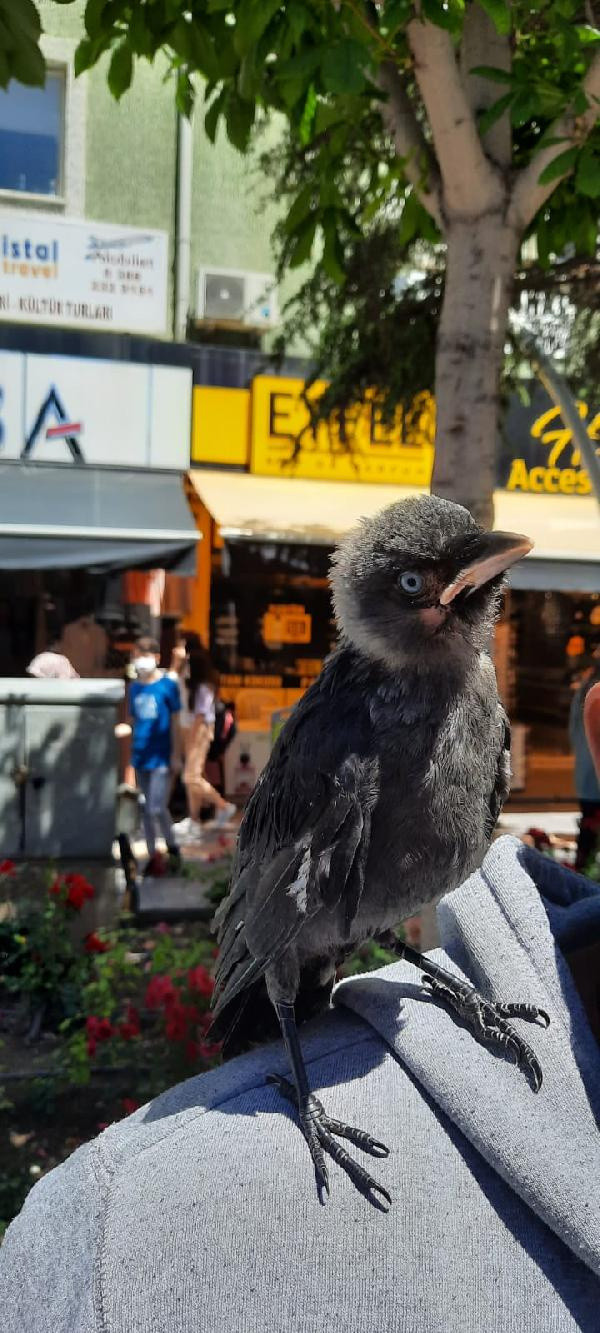 Niğde'de gören şaştı kaldı omzundan inmiyor: Her şeyi aklında tutuyor ve unutmuyor - Resim: 0