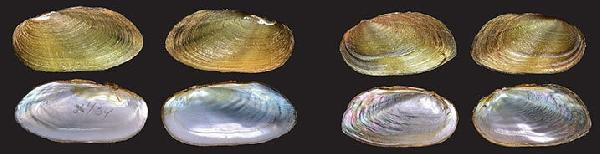 Bilim insanları 94 yıllık aradan sonra keşfetti! Çok nadir bulunuyor: Saatte 1 litre... - Resim: 0