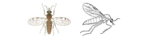 Veteriner Hekimleri Odası Başkanı uyardı! 'Kör eden' sinek tehlikesi - Resim: 0