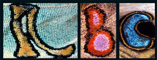 Kelebeğin kanadındaki sır - Resim: 2