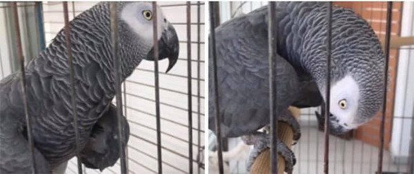 Barış Pehlivan duyurdu! Rauf Denktaş'a 'manyak' diyen terbiyesiz dostu öldü - Resim: 0