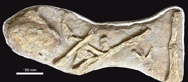 Muazzam deyip anlattı! 66 milyon yıllık fosil bulundu: Sadece bir hayvan... - Resim: 0