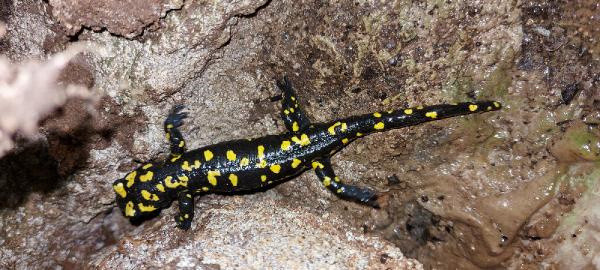 Tunceli'de ortaya çıktı görünce şaştı kaldı: Yarıklara saklanmaya çalıştılar - Resim: 0