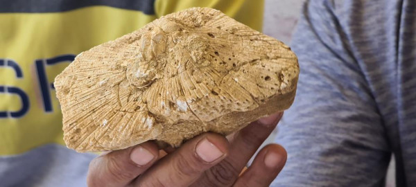 Karabük'te doğada gezerken buldu! Gerçeği öğrenince şaşkına döndü - Resim: 0