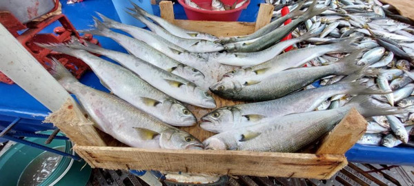 Lüfer bolluğu yaşadı fiyatı düştü: 15 seneden sonra ilk defa satıyorum - Resim: 0