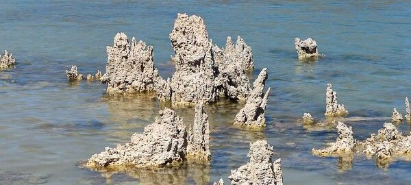 Dünyanın en büyüğü Van'da ortaya çıktı! Aslana benziyor gören şaştı kaldı - Resim: 1