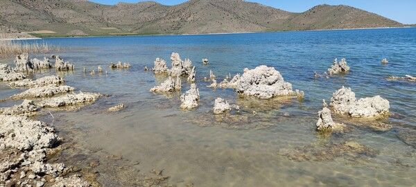 Dünyanın en büyüğü Van'da ortaya çıktı! Aslana benziyor gören şaştı kaldı - Resim: 3