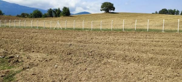 Kilosu 50 bin TL! Boğaziçi mezunu mühendis Karabük'te bu işe başladı - Resim: 2