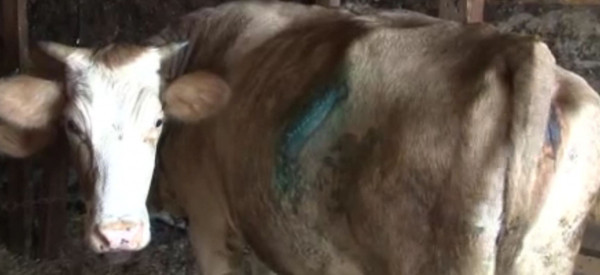 İstanbul'da bunu yapan insan olamaz! Kuyrukları kesildi, bıçakla saldırdılar - Resim: 0