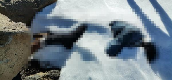23 gündür kayıptı! Elazığ'da zihinsel engelli gencin karlar arasında cesedi bulundu - Resim: 0