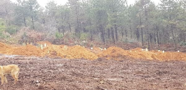 İstanbul'da 2 koronavirüs mezarlığı açıldı tabutla gömülüyorlar - Resim: 3