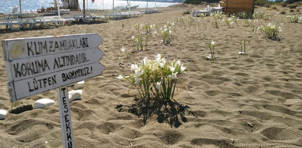 Muğla'da bu çiçeğe basmanın ve koparmanın cezası dudak uçuklattı - Resim: 0