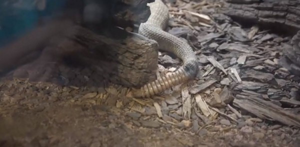 Çıngıraklı yılanın kuyruğunu açınca... - Resim: 4