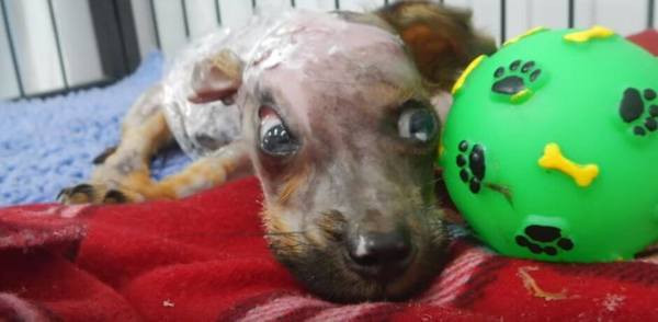 Böyle vahşet görülmedi! Telefonunu çiğnedi diye köpeğe yaptığına bakın - Resim: 3