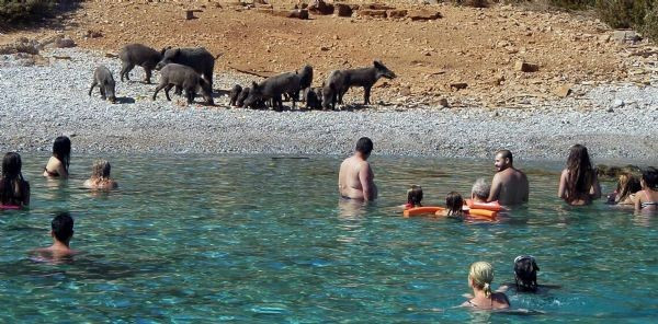 Sahili domuzlar bastı tatilciler şaşıp kaldı - Resim: 2