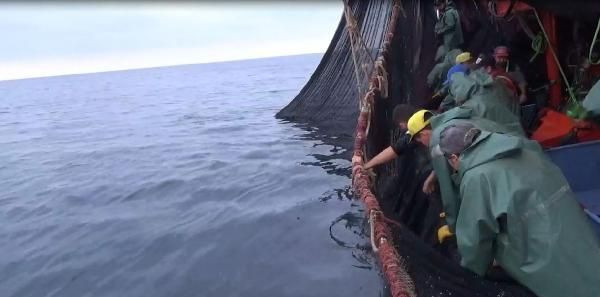 Karadeniz’de balık bolluğu! Vira Bismillah - Resim: 2