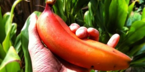 Kırmızı muz çok şaşıracaksınız! Öyle bir etkisi var ki - Resim: 1