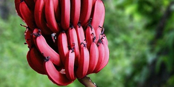 Kırmızı muz çok şaşıracaksınız! Öyle bir etkisi var ki - Resim: 2