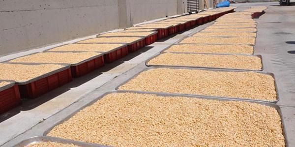 Aydın'da ölümü göze alıp topladılar fiyatı altınla yarışıyor! Paraya para demiyorlar - Resim: 2