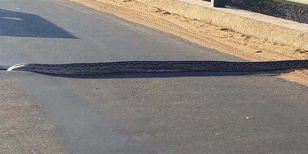 Böylesi hiç görülmedi! Aslan arabaların ortasında bir anda... - Resim: 3