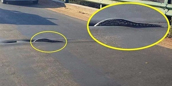 Böylesi hiç görülmedi! Aslan arabaların ortasında bir anda... - Resim: 1