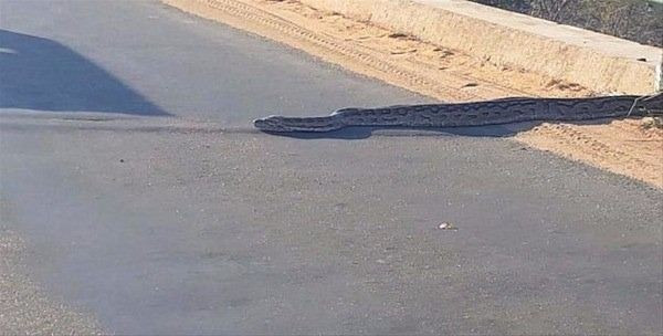 Böylesi hiç görülmedi! Aslan arabaların ortasında bir anda... - Resim: 2