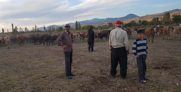 Şişen hayvanlar kesildi - Resim: 3