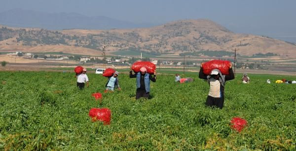 Gaziantep'te binlerce insana kazanç kapısı oluyor! 120 lira kazanıyorlar - Resim: 2